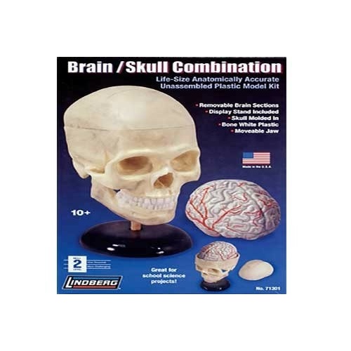 Lindberg 71301 Life Size Human Skull & Brain Combo (10 1/2" High with Base)